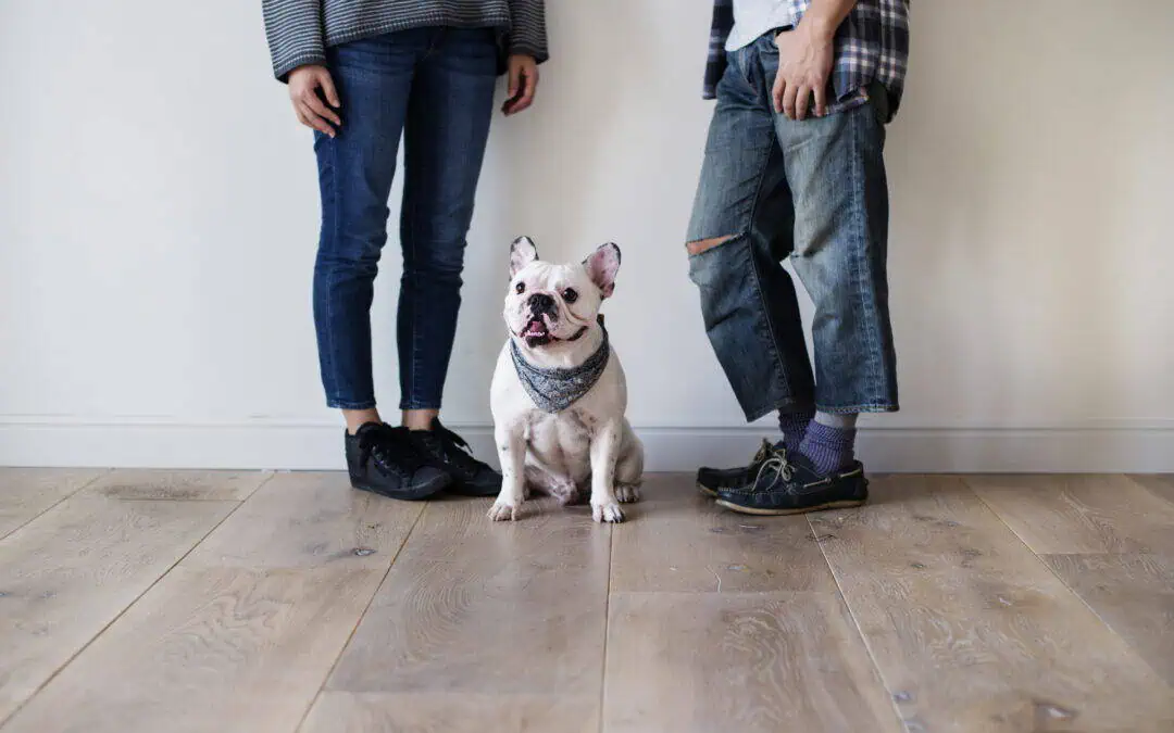 Asheville flooring for households with pets