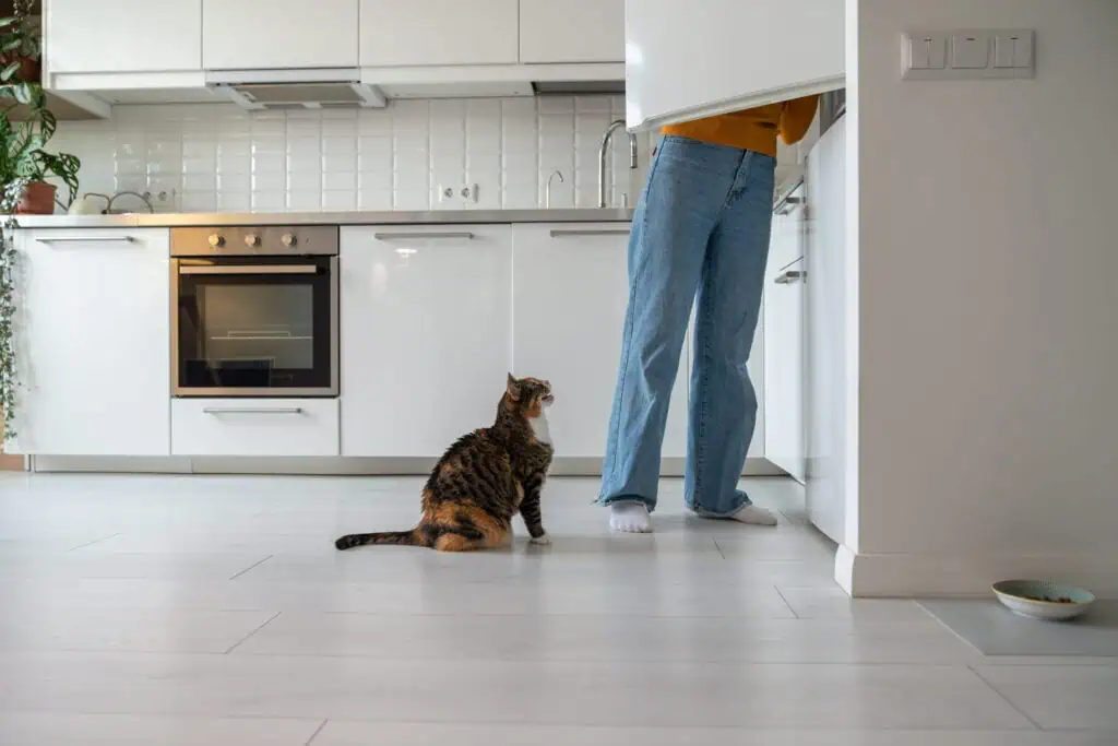 Pets and quality flooring in Asheville